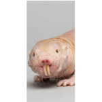 UglyRatsOnly