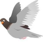 [RFLU] Baltimore Pigeons