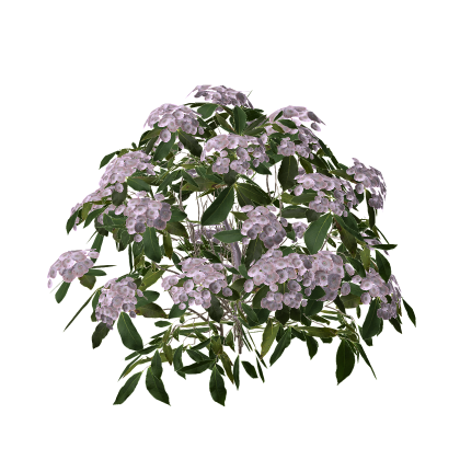 Realistic Bush Flowers Mesh Cafe Vibe Social Relax