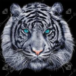 Albino tiger