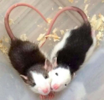 Taurus Rat Cage