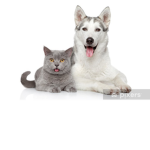 Gatios Y Perritos Al Poder >:3