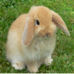| Bunnys United! |