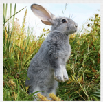 EveryBody Loves RABBITS !!!!!