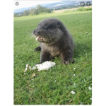 Otter’s