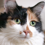 Battle Cats : Homefront