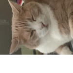 Mr. Meow The Cat