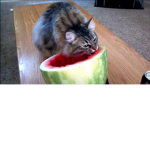 watermellon