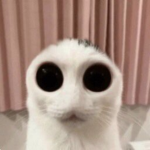 alien cat association.
