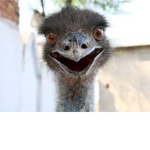 emu cool kids