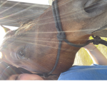 horse riders of hope