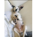 The cutest doggies