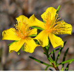 Roblox Native Plant Society