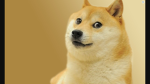 Doge Studios 808