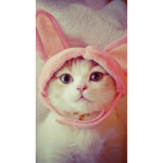 Brookie~cookie