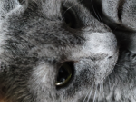 MONKEYCAT