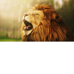 The new Lions