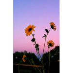 ~lil sunflowers~