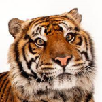 We Love Tigers :)