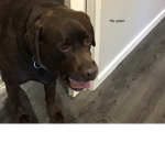 Da Epic Doggo Army
