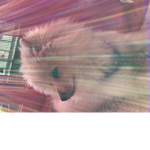 Le Club De Chien