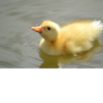 Epic_Duck Clan