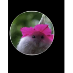 Hamster-Colt