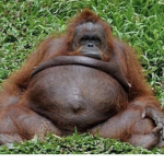Gaming Gorillas!!