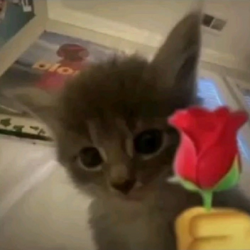 (=^･ｪ･^=)