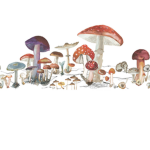 Kawaii_mushroom
