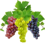 Grapes Crew