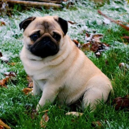 social pug hangout