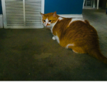 CAT NATION we’re the kings and queens