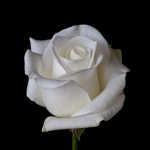 Whiterose Foundation