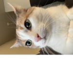 Kitty playZ2