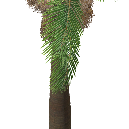 Palm Tree Nature Packisland Beach Tiki Coconut