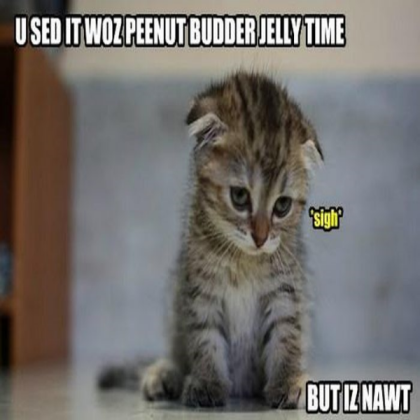 Cat Meme Decal Roblox decal