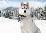Winter Husky!