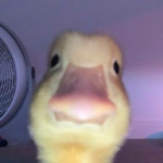 life is on roblox