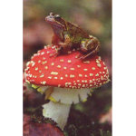 the frog and the mushroom