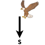 Southern Eagles