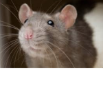 We’re the rats