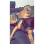 Love for Dog/Puppy