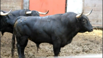Tauromaquia Robloxiana