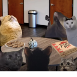 ChumbaWumba Cult