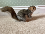 The squirrel’s