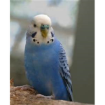 Omega Parakeets