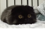 Hi -o-