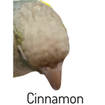 Cinnamon’s Group