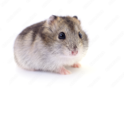 Hamster
